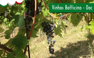 VINHOS BOTTICINO – DOC